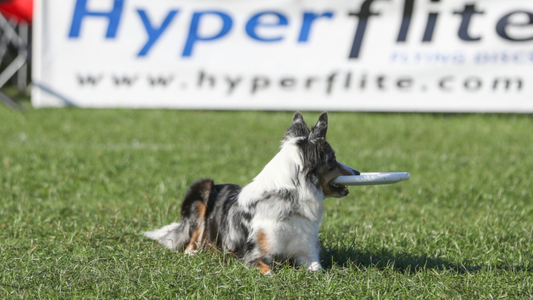 Hyperflite : Le meilleur choix de frisbees pour chiens