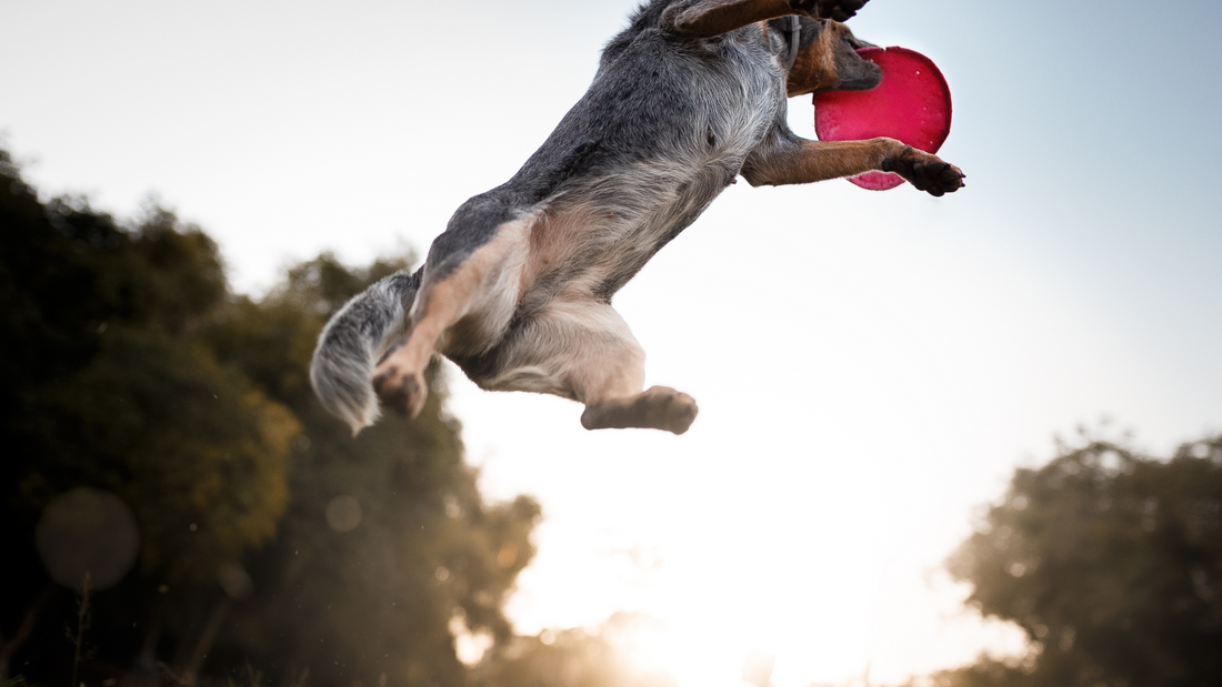 Comment choisir un frisbee pour son chien ? Guide ultime du frisbee canin