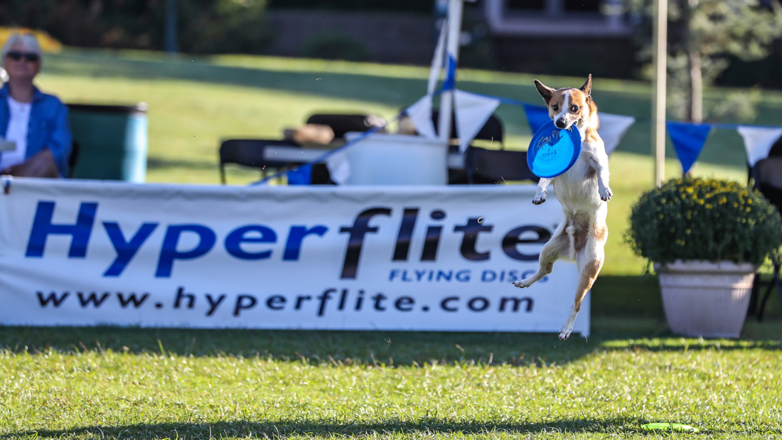 Découvrez le frisbee canin : Une activité ludique et sportive pour vous et votre chien