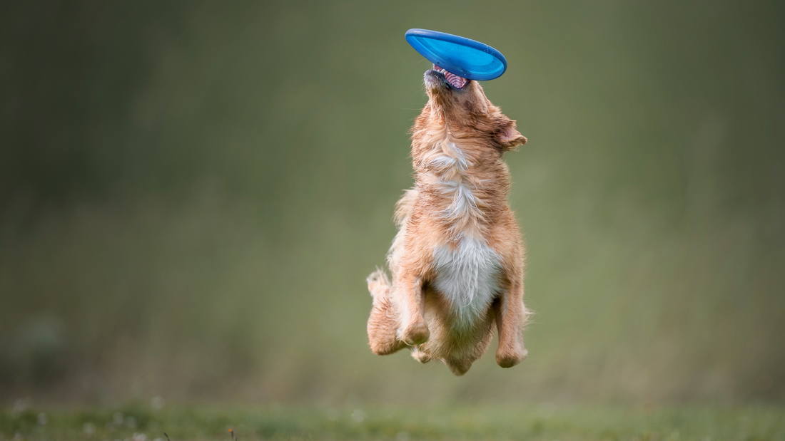 Éviter les blessures en frisbee canin : Conseils de sécurité pour un jeu sans risques
