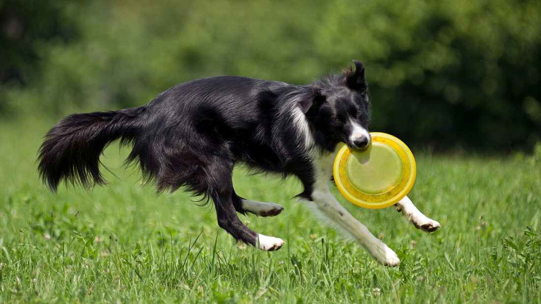 L'histoire du frisbee canin - De ses origines à aujourd'hui