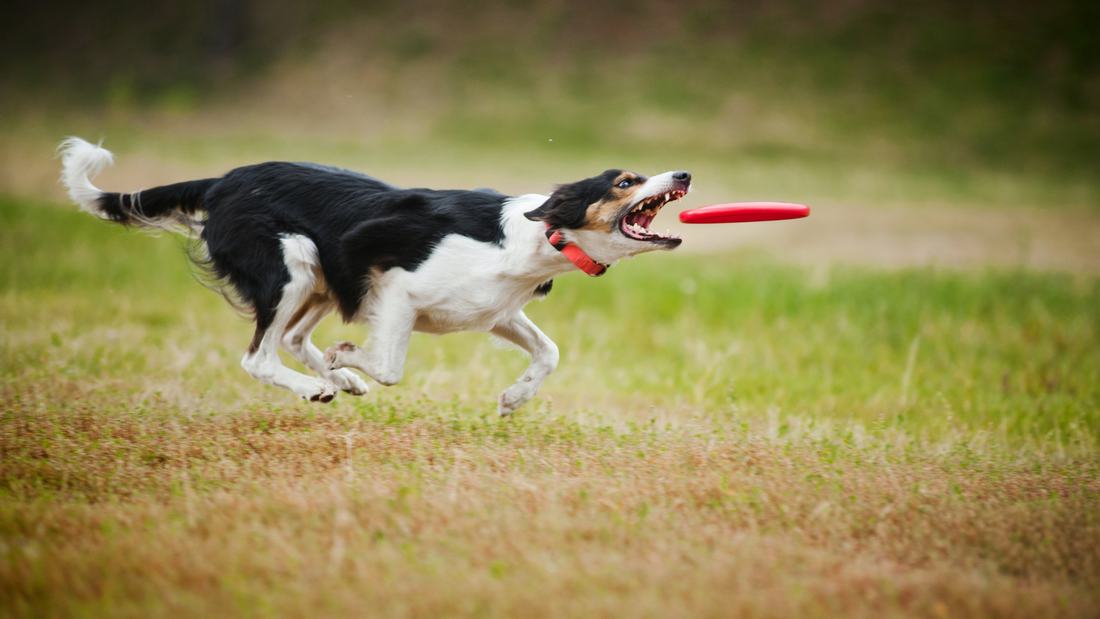 frisbee chien discipline competition