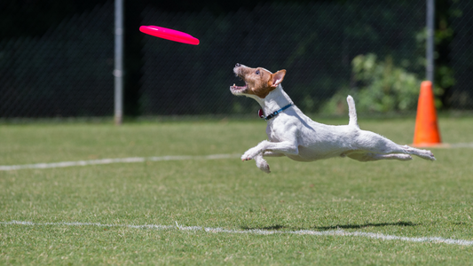 Quand commencer le frisbee canin avec son chien?