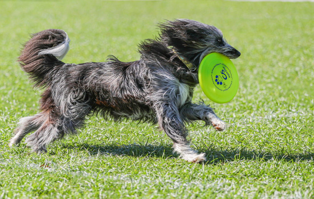  les règles du Time Trial en frisbee canin