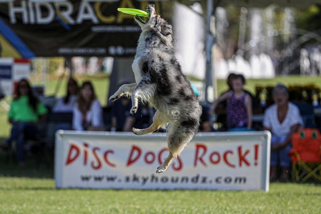 Les règles en compétition pour le Long Distance en frisbee canin