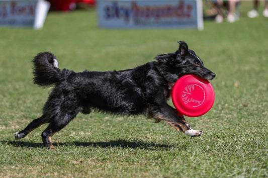 règles du frisbee canin pour le Distance