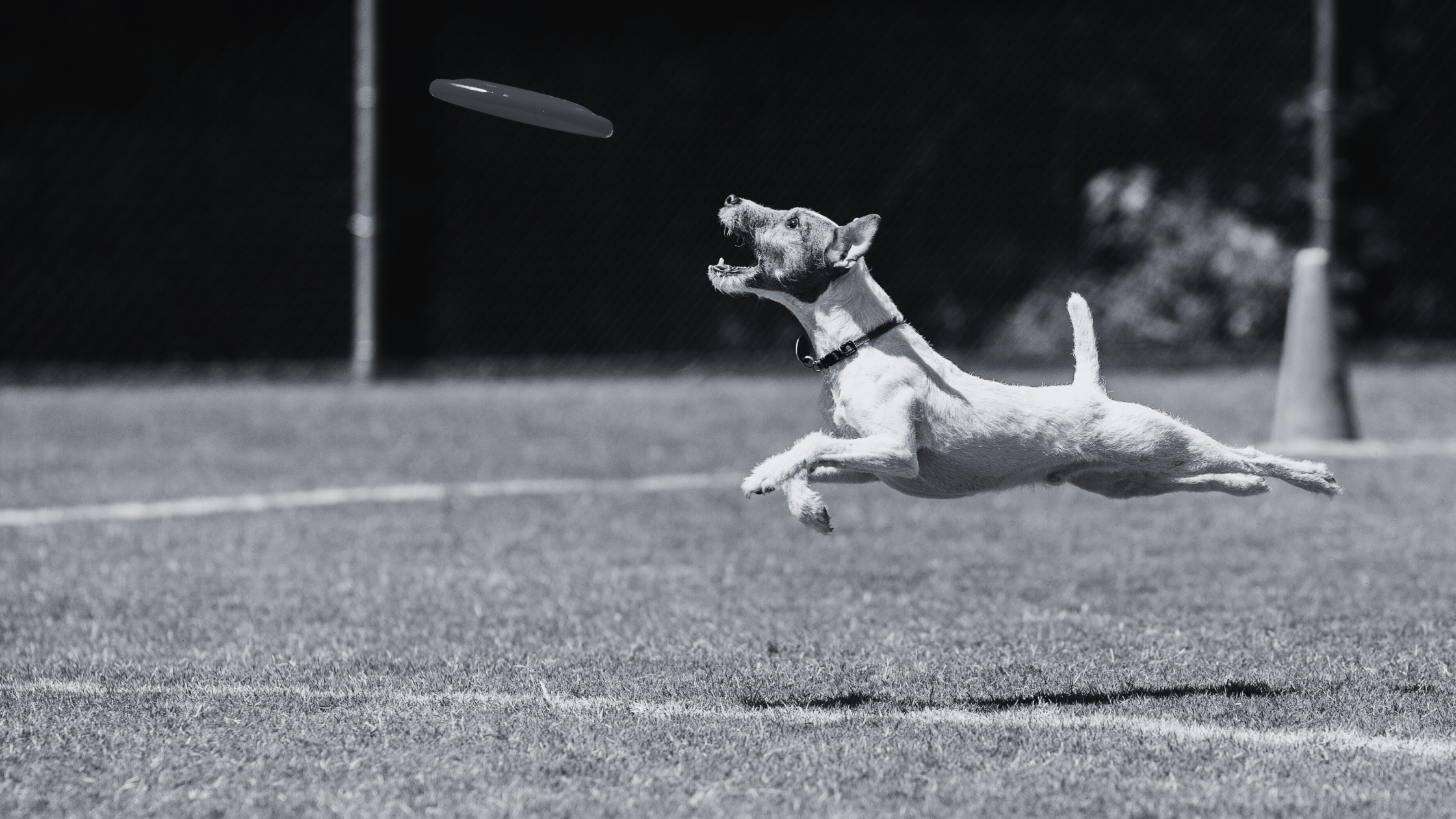 Frisbee canin